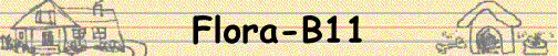 Flora-B11